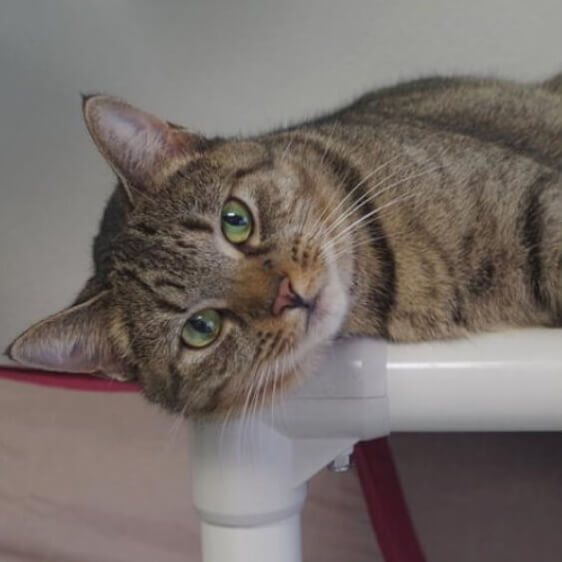 Cat resting on a Kuranda pet bed