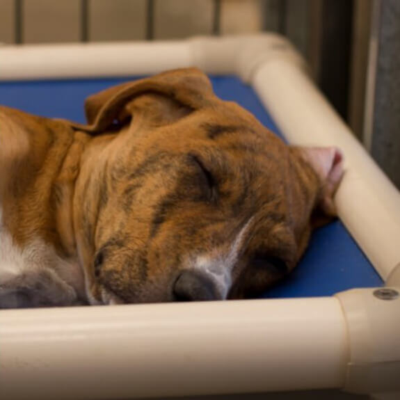 Dog resting on a Kuranda pet bed